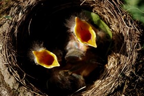 张嘴幼鸟摄影图片